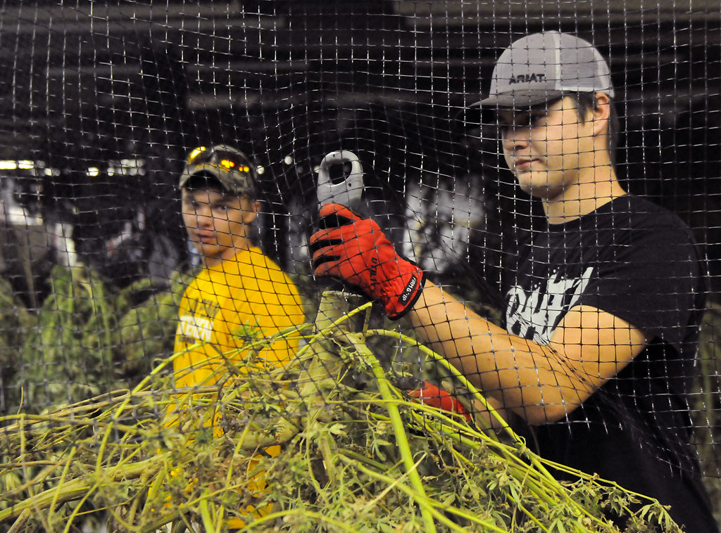 Austin Slater, right, weighs a newly harvested hemp plant on Monday